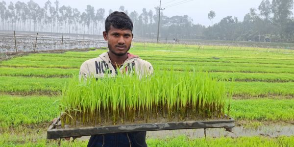 লালমনিরহাটে ৫০ একর জমিতে যান্ত্রিক পদ্ধতিতে বোরো ধানের চাষ